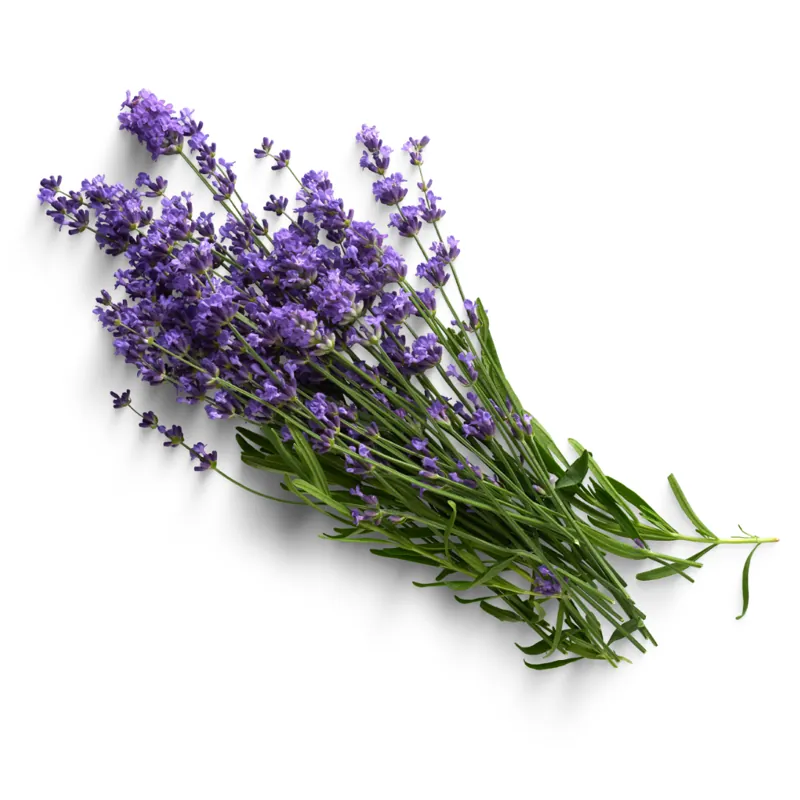 Lavender essential oil