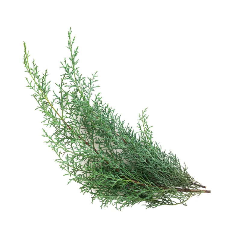 Rosemary essential oil