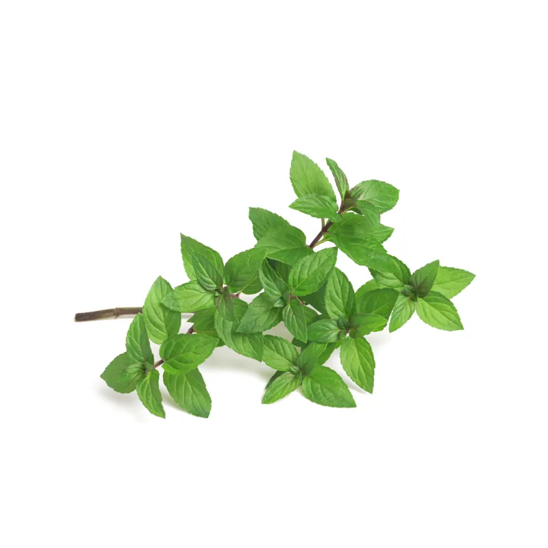 Spearmint essential oil